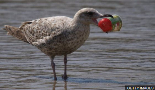 Від пластику гинуть мільйони птахів