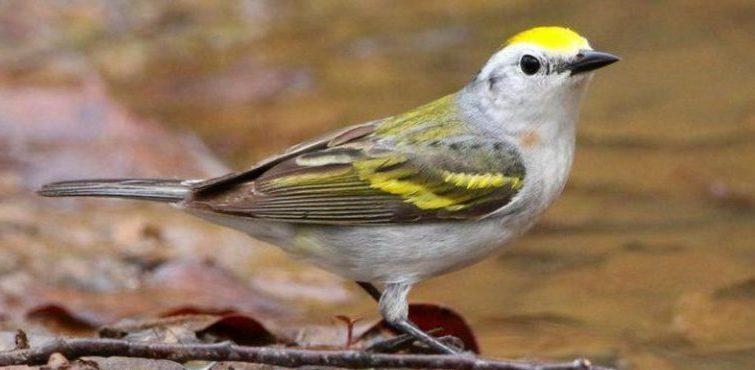 Вчені знайшли незвичайного птаха-гібрида