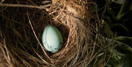 Вчені пояснили, чому деякі птахи несуть блакитні яйця