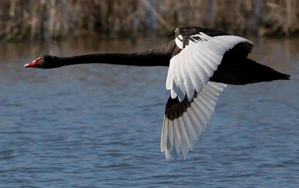 Маховий політ чорного лебедя