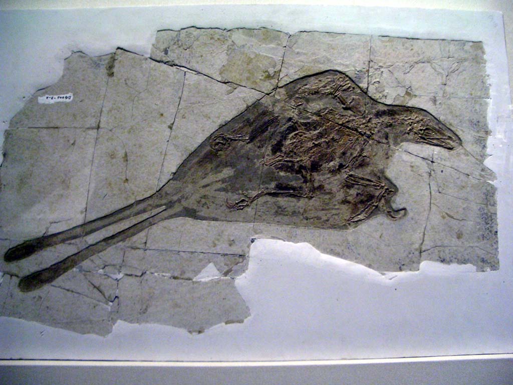 Конфуціорніси — перші птахи, що були беззубими та мали дзьоб