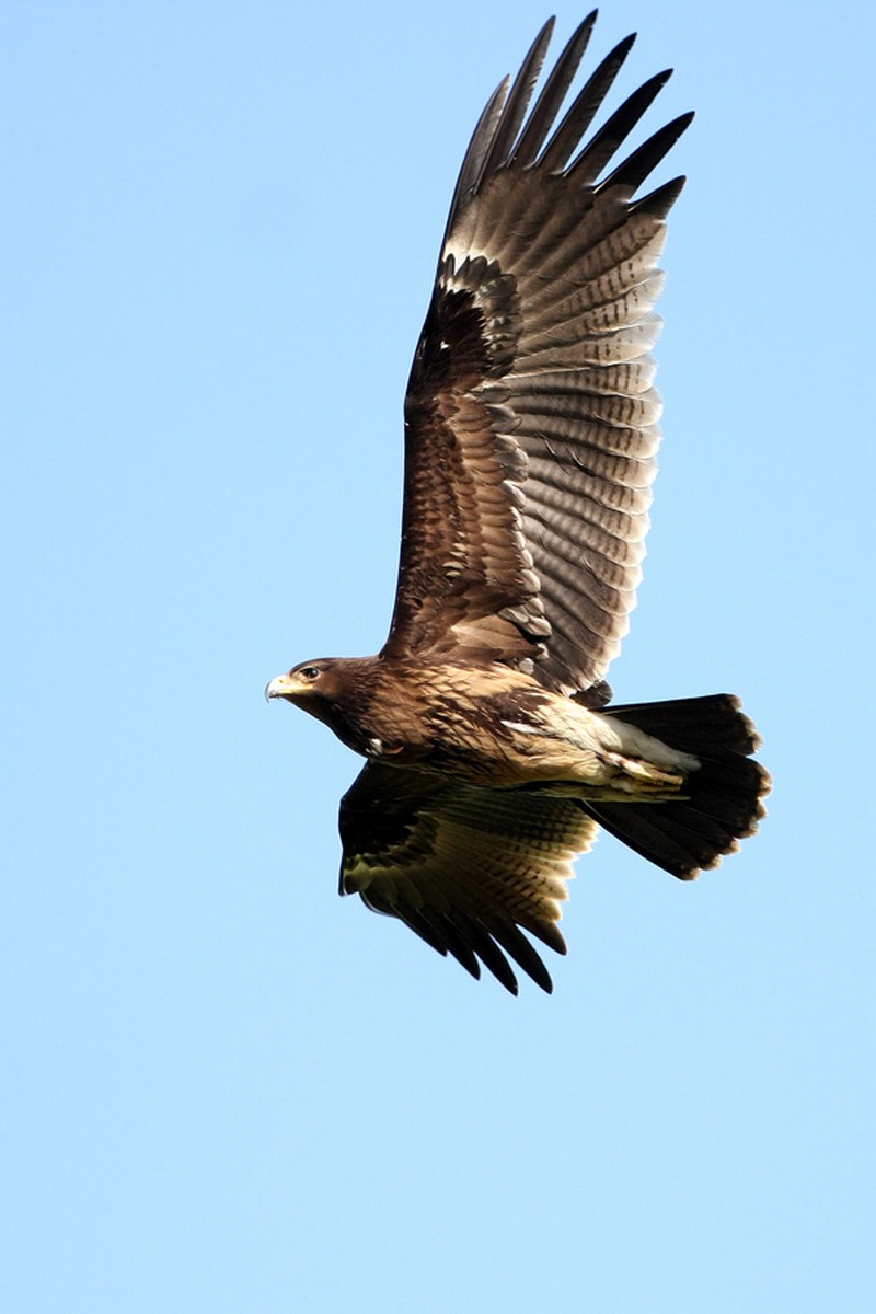 Могильник кратко. Могильник (Aquila heliaca). Орел-могильник (Aquila heliaca. Императорский Орел могильник. Беркут могильник подорлик.