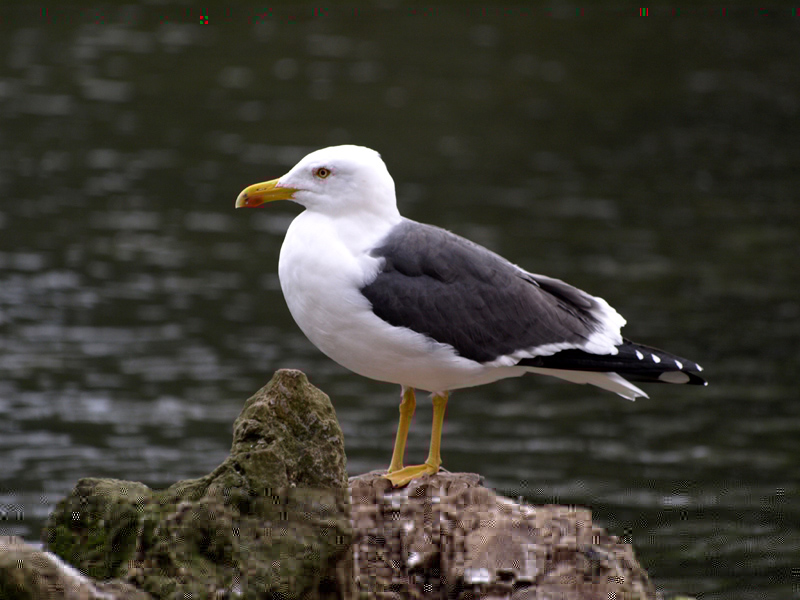 Кто такая клуша. Клуша Larus fuscus. Коралловая крестовая клуша. Серебристая Чайка и клуша. Чайка клуша птенец.