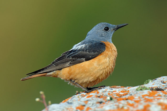 Скеляр строкатий, дрізд кам'яний (Monticola saxatilis, пёстрый каменный дрозд) — Птахи України